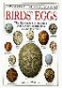 Birds__eggs