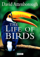 The_life_of_birds